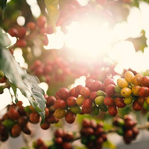 Coffee Cascara, CATURRA TEA, Natural Focus 120g Organic - healthy fruit of the coffee plant!