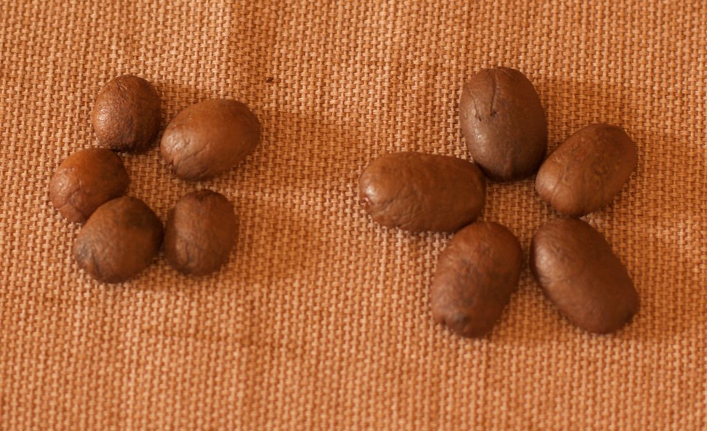 Twin Engine Coffee, ELEFANTE RESERVE Limited Edition, Whole Bean, Nicaragua's Coffee, 300g 10.6oz.